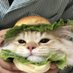 Cats with pawerful aura (@aurawithcats) Twitter profile photo Cats with pawerful aura (@aurawithcats) Twitter profile photo