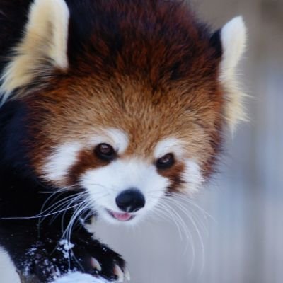 yuuuuuu27264731's profile picture. レッサーパンダが日々の癒しです✨

推しは八木山レッサー、フランケンと
ひなた、ケンシン、たけのこ🐾
いいね、リポストありがとうございます！
フォロー、コメント大歓迎🐻