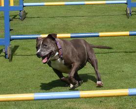 My name is Stella, I am a much Loved Staffie I live with Bailey Jack Russell & Tia Maria Jackauaua. I Love agility, Cuddles and Raising money for dogs in need