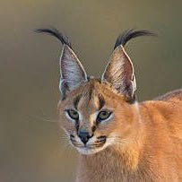 Cisero1731594's profile picture. Zionists prosper only when they create division, wars, financial crisis and decadence… so let’s fight them all and restaure humanity.