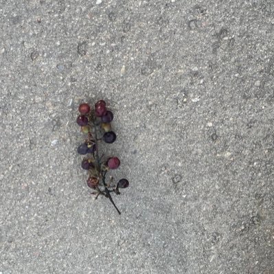 Ohhhhtani_01's profile picture. 20↑ 春待ち池ポチャ水と油/映画🍔🧊🌻シリル 🐕🐺