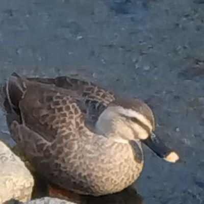 yugoss_5501's profile picture. 色々雑多垢です
詳しくは固定ツイート見てね
無断転載禁止
現在休止中
休止中は基本鍵かけてます
こんな垢でもフォローしてくれた人ありがとう！
写真は個人の記録程度だから上手さは求めていなかったりします
2026/10上旬まで休止予定
この期間でもたまに復活するよ
呼び出しタグ→#見てかものすけ
