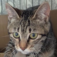 Samuel Tang (@mystiz613) 's Twitter Profile Photo Samuel Tang (@mystiz613) 's Twitter Profile Photo