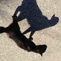 ばれ (@netabare_no) 's Twitter Profile