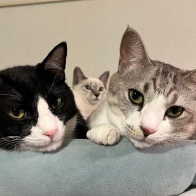 保護猫3匹とうさぎ2羽飼ってるけど鳥類が1番好き🦜 動物と@chinacafe_2015とha | za | maと🐯🤍⛄️🌹