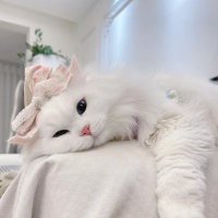 オミ (@fozhed) 's Twitter Profile