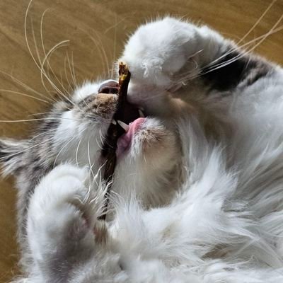 Lalaladoll7's profile picture. ❇️篠塚大輝❇️👍️