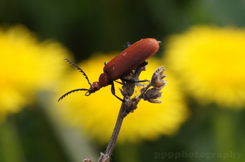 PierroPozella's profile picture. 