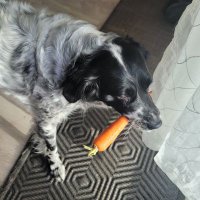 CJ (@trumpwars2020) 's Twitter Profile Photo