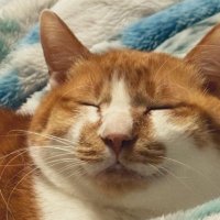 猫の沼の住人@徒然 (@a77h4u) 's Twitter Profile