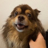 たまお (@tamaolife) 's Twitter Profile Photo たまお (@tamaolife) 's Twitter Profile Photo