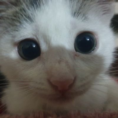 _smyrogers's profile picture. iü hukuk