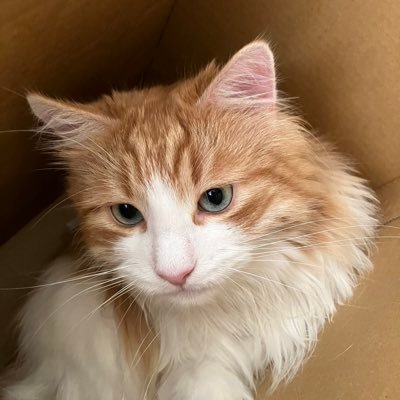 nll_ov_'s profile picture. PUBGMOBILE /距離感バグになってしまったらごめんなさい