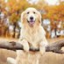 golden_retriever59 (@gretriever91809) Twitter profile photo golden_retriever59 (@gretriever91809) Twitter profile photo