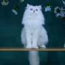 axiaoxiao3's profile picture.