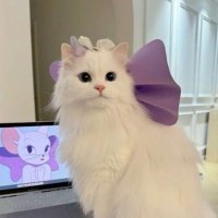 のん (@iv36504) 's Twitter Profile