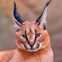 Crypto Hood ๐ต๐ธ (@cryptohood69) 's Twitter Profile