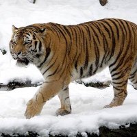 VC Shukla (@ved781) 's Twitter Profile