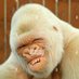 WHITE GORILA (@jporfirtio61) Twitter profile photo
