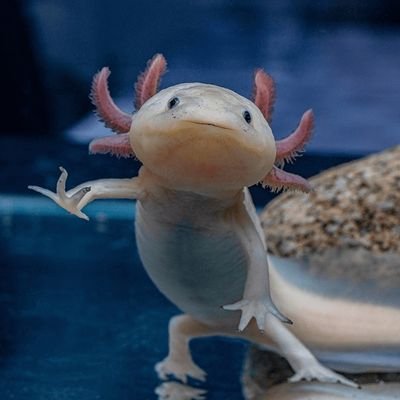 butterbam_ter's profile picture. พื้นที่หวีดของบัตเตอร์แบ๊ม