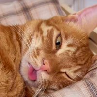 Deha (@kryonkarayel) 's Twitter Profile