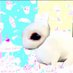 eddie 🐇 (@rabidrabbytte) Twitter profile photo eddie 🐇 (@rabidrabbytte) Twitter profile photo