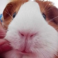 nichodelosnichos (@nichodlosnichos) 's Twitter Profile