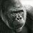 msfm19001's profile image