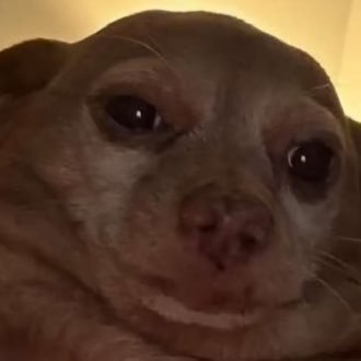 she/her🙃🙃 single🥺🥺 has very strong opinions 😌😌 🏳️🌈💐