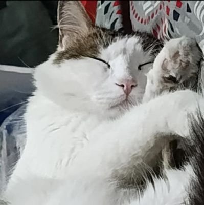 El fútbol me hace daño pero yo lo perdono | Fan account de Oreo y Tsuki | 💛