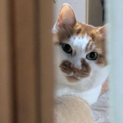 コロンさんのプロフィール画像