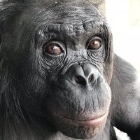 Kanzi (@kanzithemonkey) 's Twitter Profile