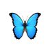 Morphelay (@morphelay) Twitter profile photo Morphelay (@morphelay) Twitter profile photo