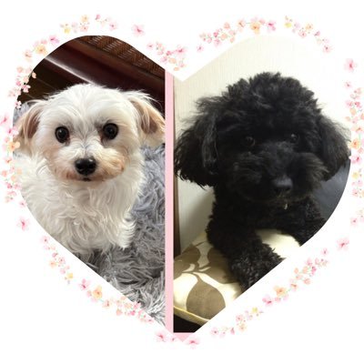 0101charu's profile picture. 💖ドリカム大好き💖 東京ベイビーズPP会員 もちろんドリアプリもプレミアム✨✨✨S+AKS 、サポメンもチェック❣️ 全国のベイビーズと繋がりたい🎶 無言フォローごめんね つぶやき少なめ