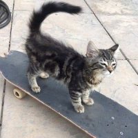 tijn (@tijnjh) 's Twitter Profile