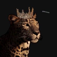Safaa A.O. Fallatah (@fallatahsafaa) 's Twitter Profile