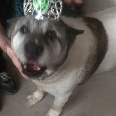 nimahs2000's profile picture. committed to ethical necromancy.
Hi to the falcon people