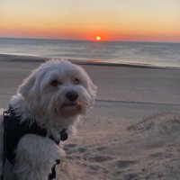 Mald1s (@mald1sfnbr) 's Twitter Profile
