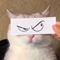 Will6oiger (@wilmanochhier) 's Twitter Profile