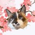🌸🐈Skippy🐈Kevy🐈Badger🐈Sunny🐈Basil🌸 (@andrea56822453) Twitter profile photo 🌸🐈Skippy🐈Kevy🐈Badger🐈Sunny🐈Basil🌸 (@andrea56822453) Twitter profile photo