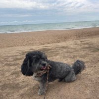 Ronny (@amancio_ronie) 's Twitter Profile