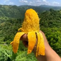 Agriculture Farm - কৃষি খামার (@krishikhamer) 's Twitter Profile
