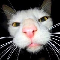 𝕍𝕦𝕔 (@vucmiocene) 's Twitter Profile Photo 𝕍𝕦𝕔 (@vucmiocene) 's Twitter Profile Photo