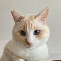 ナナちゃん🎌🐈⬛🎌 (@kisetuhazuresan) 's Twitter Profile