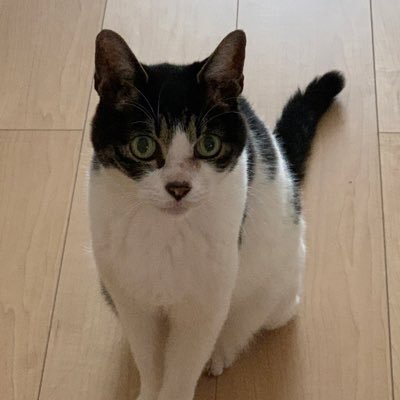 アルビレックスファン ゴール裏にいます いわきFCもすきです(ハーマー&ドリー大好き)あっ!kentaは以前いたねこ🐈(享年20歳)の名前です 🧡💙🦢アルビサポ他サポさんも大歓迎です😊おばちゃんだけどよろしくお願いします🙇♀️