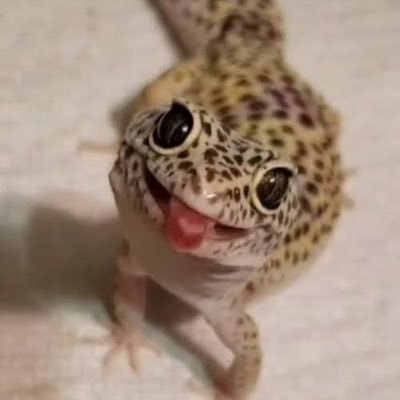 Bubstixa's profile picture. Lagartixa e não Largartixa