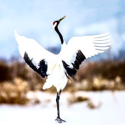 phoenix_red_red's profile picture. 知ってますか？戦後、教科書やテレビで習ってきた事は戦勝国による反日の嘘や不当な解釈です。 情報を共有しましょう。