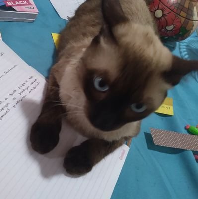 Mariiaaa_book's profile picture. Lendo, escrevendo, vestibulando, surtando e afins....🍂