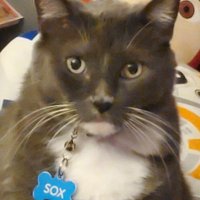 SoxCat (@soxcat2) 's Twitter Profile