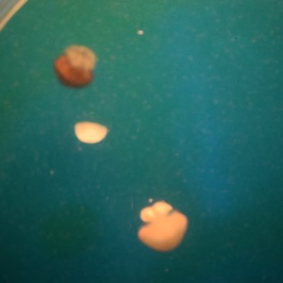 nkt7hmhm's profile picture. なかた浜／谷津川ゆう|短歌いちねんせい(24.6~)🦆|バードウォッチングにいこうよ